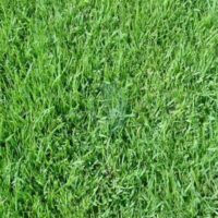 Gazon en Rouleau Paspalum Vaginatum Maroc