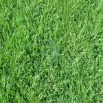 Gazon en Rouleau Paspalum Vaginatum Maroc  Qualité Supérieure pour Bord de Mer