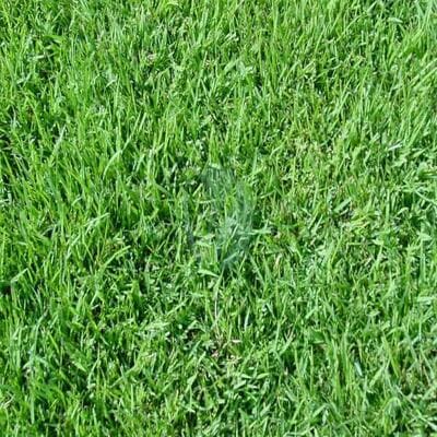 Gazon en Rouleau Paspalum Vaginatum Maroc  Qualité Supérieure pour Bord de Mer